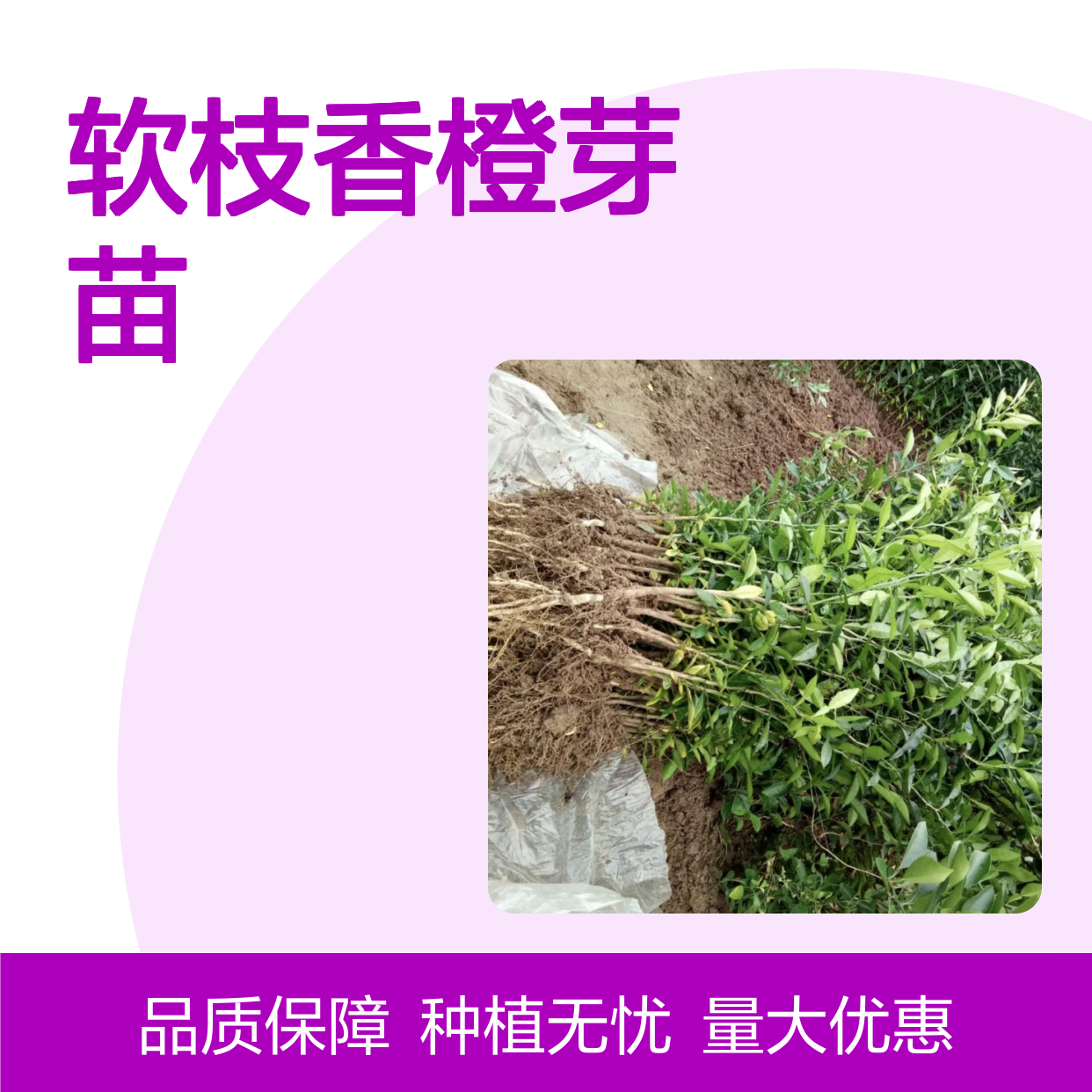 软枝香橙芽苗 基地直发 种植指导 抗病性强 耐寒耐旱