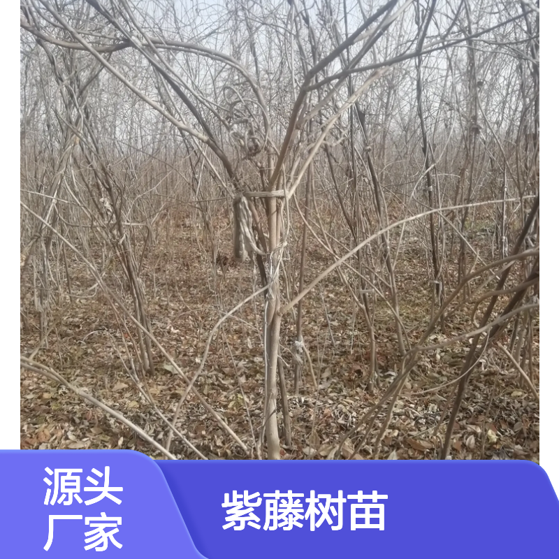 紫藤种植基地 直供优质紫藤树苗 栽培简单 生长旺盛