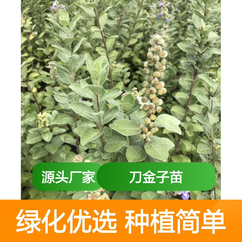 精选刀金子苗 园林常绿灌木 生长迅速 适应性强