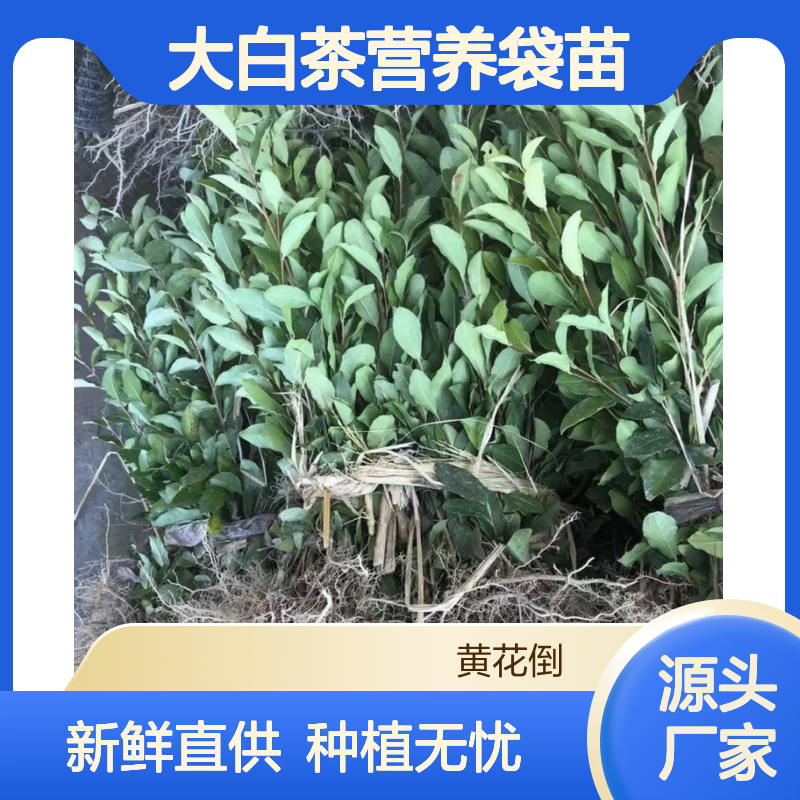 大白茶营养袋苗 当天起苗发货 技术支持 品质保证