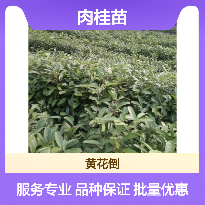 肉桂种植园直供 优质肉桂苗 批量采购 四季常绿