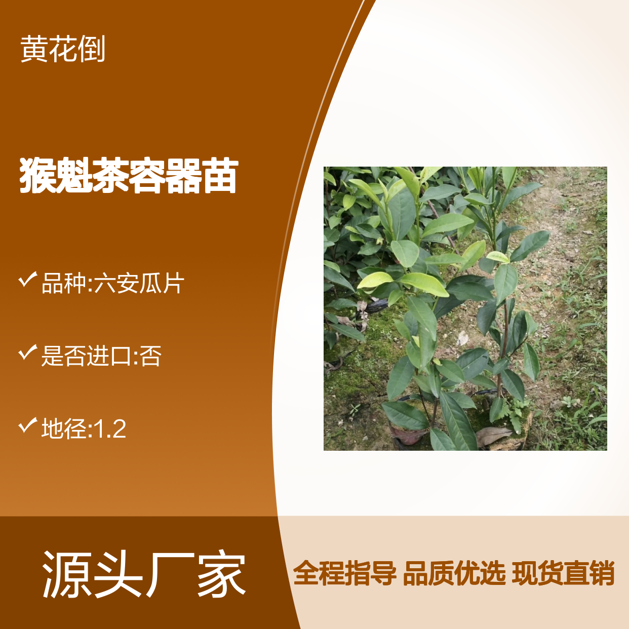 太平猴魁茶容器苗 全程技术指导 专业培育 品质保证