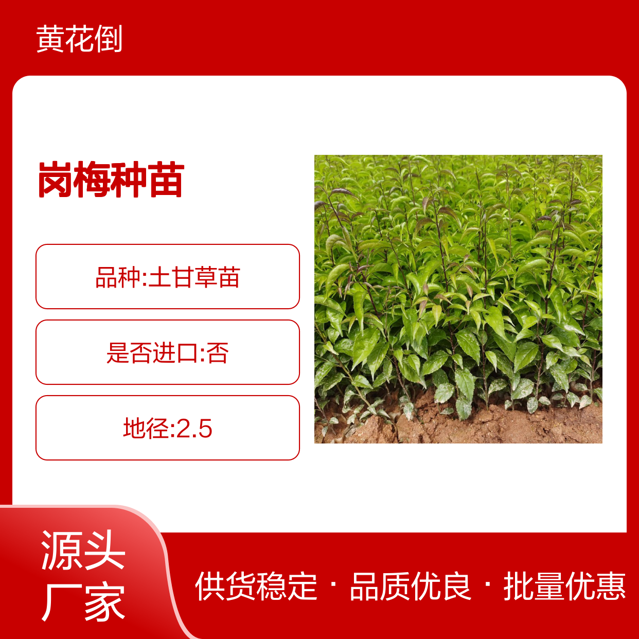 岗梅种苗 百亩种植园直供 天然野生 品质保证 药用价值