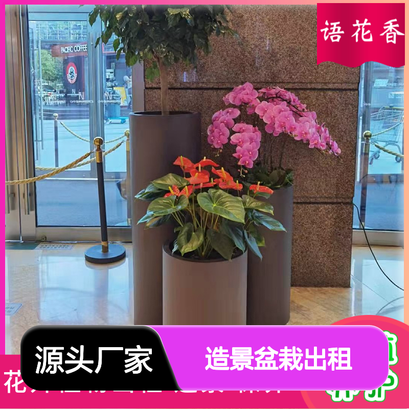 绿宝树迷你盆栽 办公室绿化造景植物 短期长期租摆服务