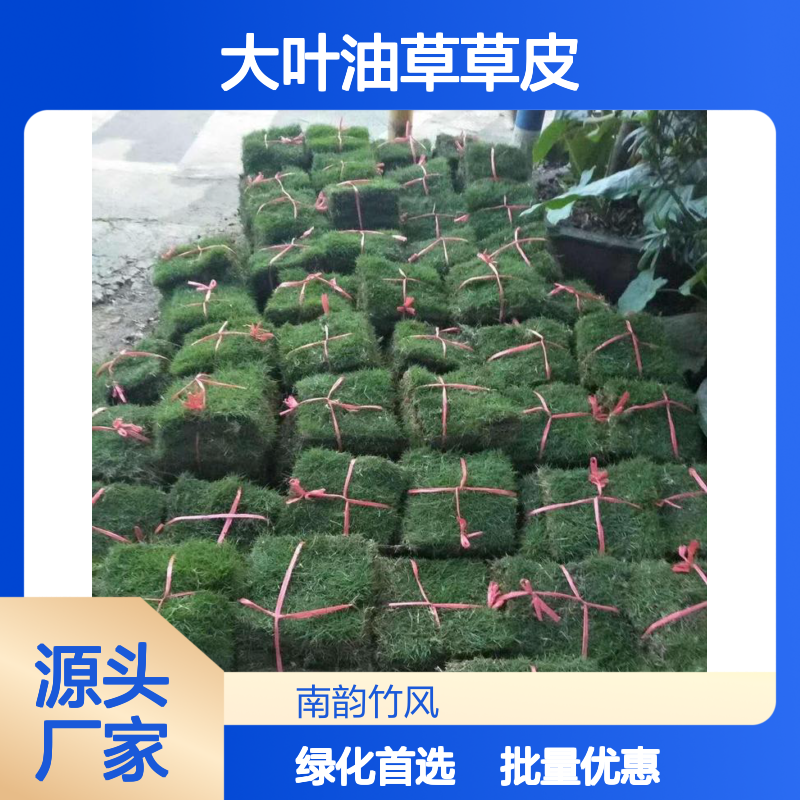 大叶油草草皮基地批发 街道绿化草皮 公园绿化草