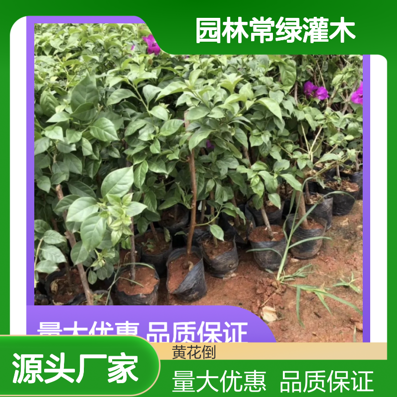 红三角梅袋苗 园林常绿灌木 生长迅速 花色艳丽