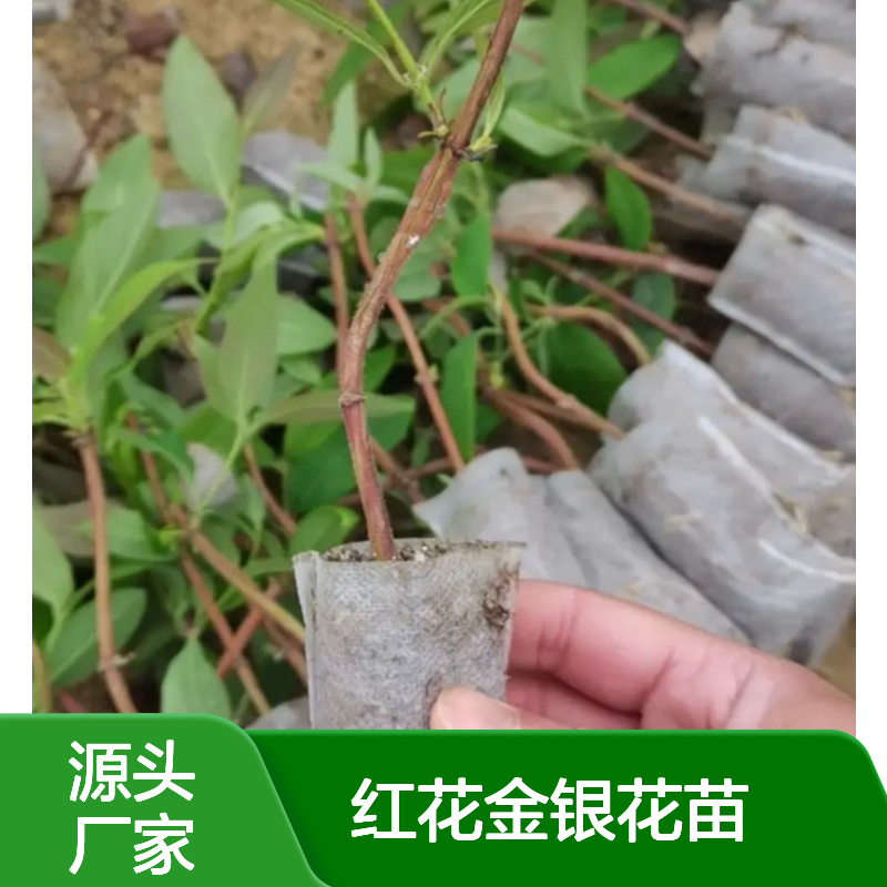 金银花苗批发 红花品种 药用价值高 基地直供 市场前景
