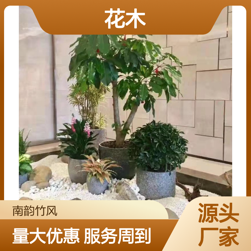 南韵竹风花木维护 盆栽养护专家 成活率高 品种多样