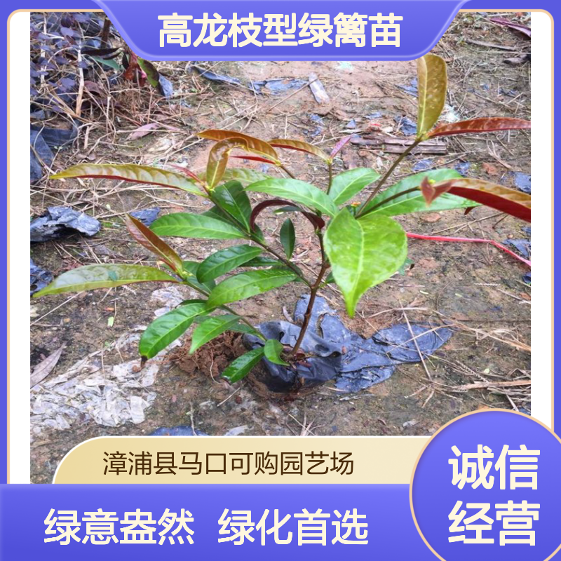 可购品牌红背桂杯苗 30cm高龙枝型绿篱苗 漳 州产常绿绿化植物