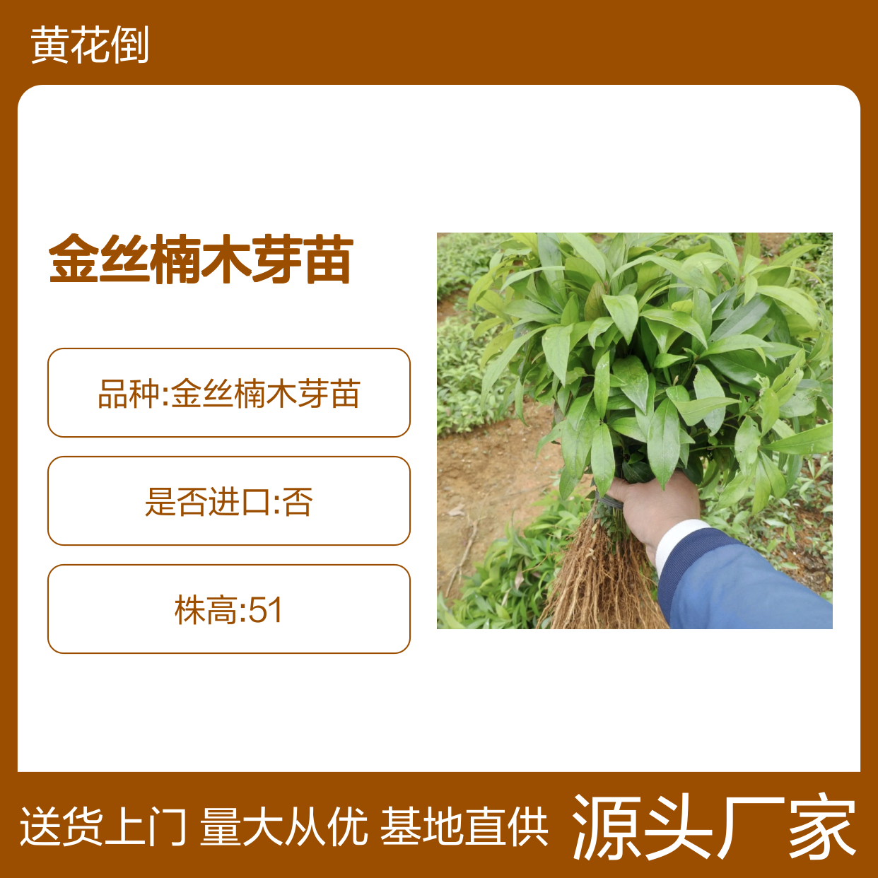 基地批发金丝楠木芽苗 购买数量达到要求 全国专线车直达送货