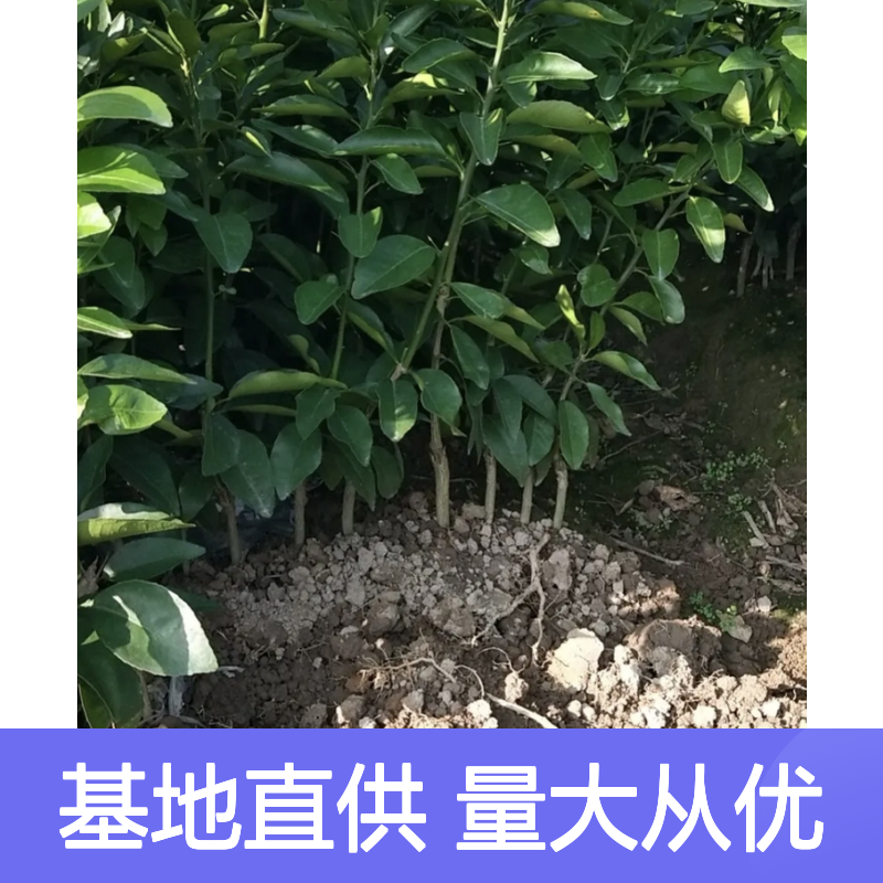 091无核沃柑杯苗 基地直供挂果强 长势旺盛 汁多爽口
