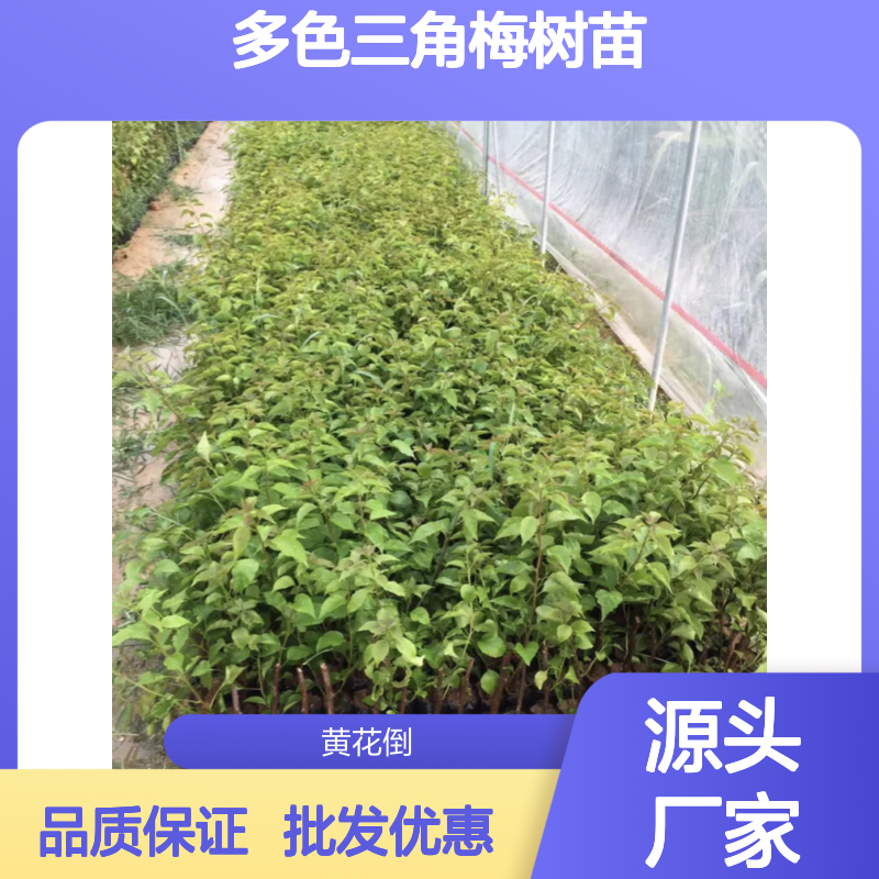多色三角梅树苗 基地直供 批发优选 市花品质 易于扦插