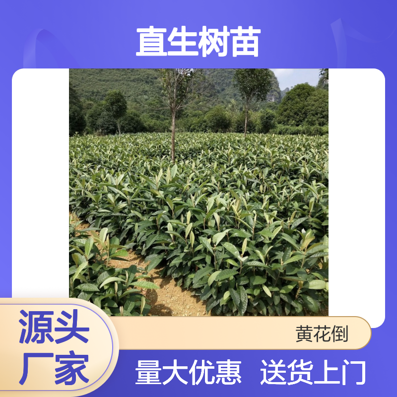 基地批发解放钟枇杷直生树苗 送货上门包邮 欢迎来电洽谈经验分享