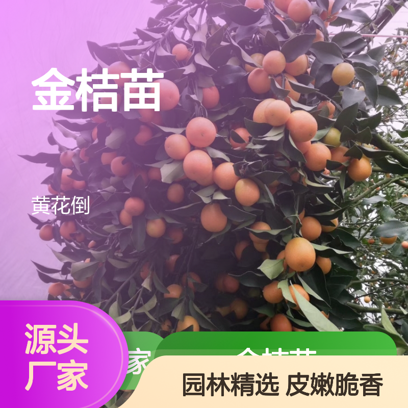 大金桔苗 优良品种 基地直供 皮嫩脆香 园林精选