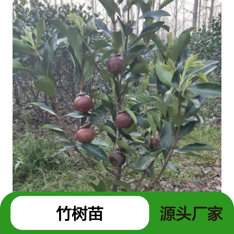 岭南山竹树苗 嫁接扦插 种植主产区 生长迅速 适应性强