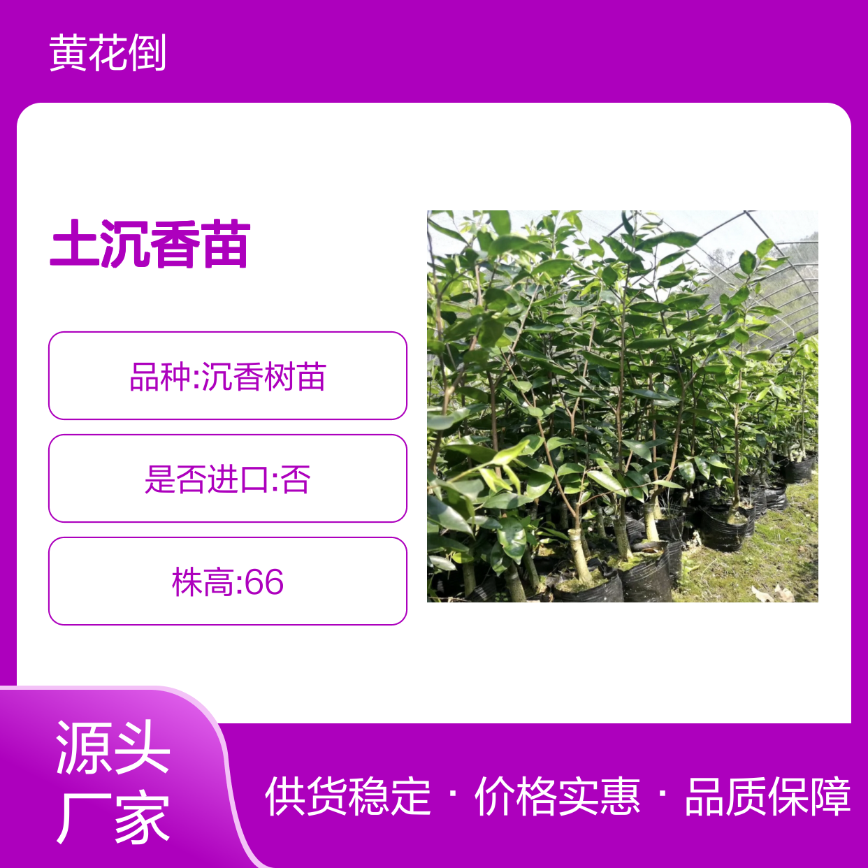 土沉香苗 百亩种植园直供 批发优选 药用价值 珍贵稀有
