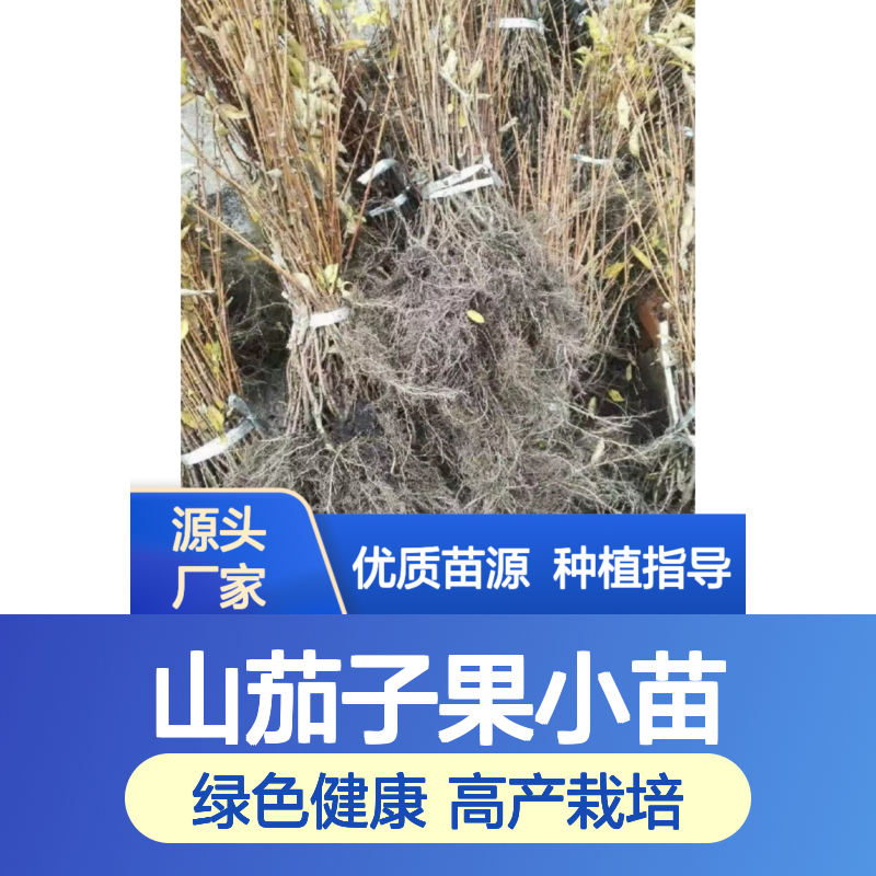山茄子果小苗 蓝靛果苗 绿色食品原料 高产栽培