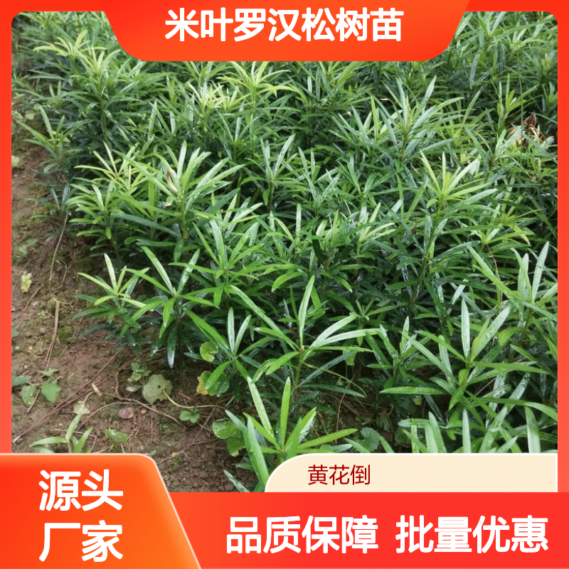 原生米叶罗汉松树苗 基地直供 易于养护 材质优良