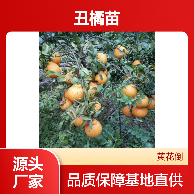 精选丑橘苗 基地直供 果树苗木 品种纯正 耐寒性强