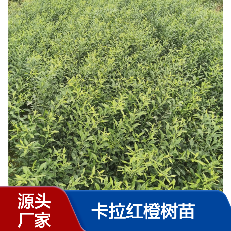 卡拉红橙树苗 脐橙品种 种植基地直供 果实鲜美