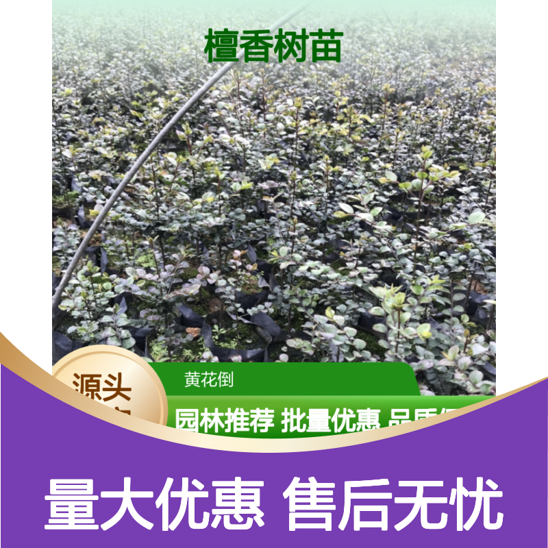 檀香树苗 喜光耐干 常绿灌木 高级家具用材 实力雄厚