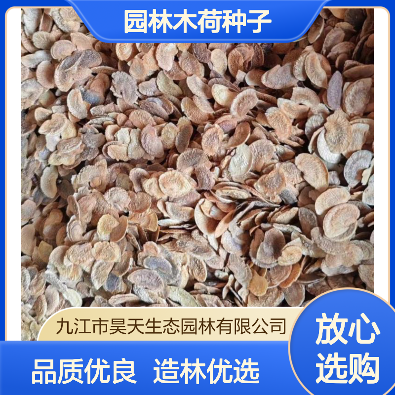 昊天园林木荷种子 常绿观叶 露地栽培 防火林带造林优选种苗