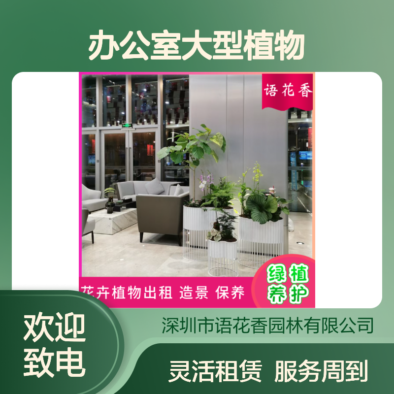 办公室大型植物出租 桌面绿植组合 可长租短租 定时上门养护