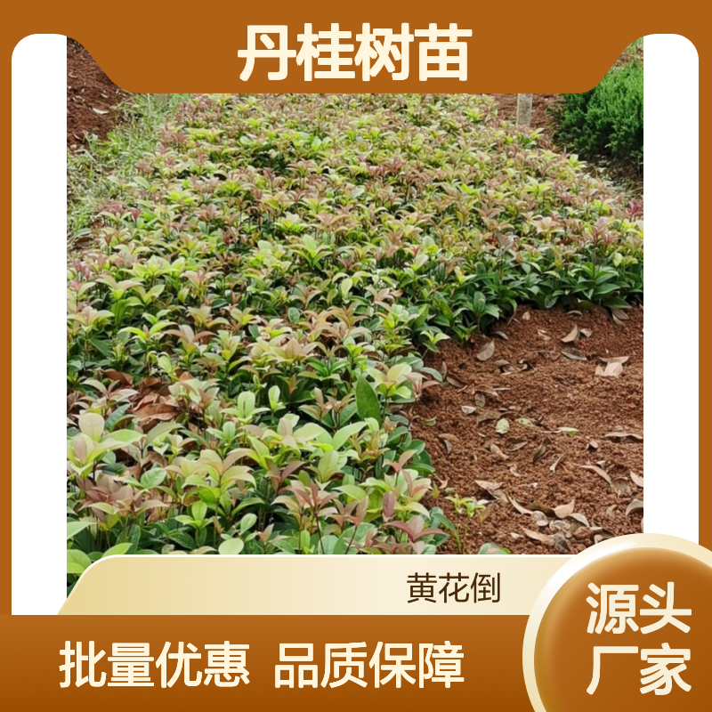 丹桂种植基地 优质丹桂树苗 批发供应 移栽指导