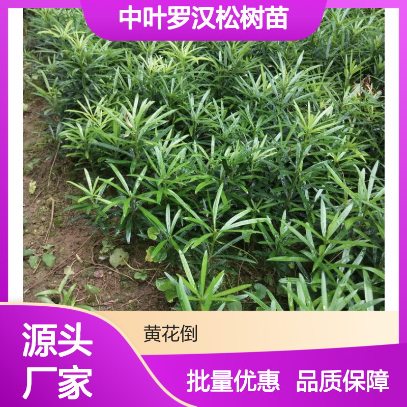 中叶罗汉松树苗 园林绿化优选 易于养护 适应性强