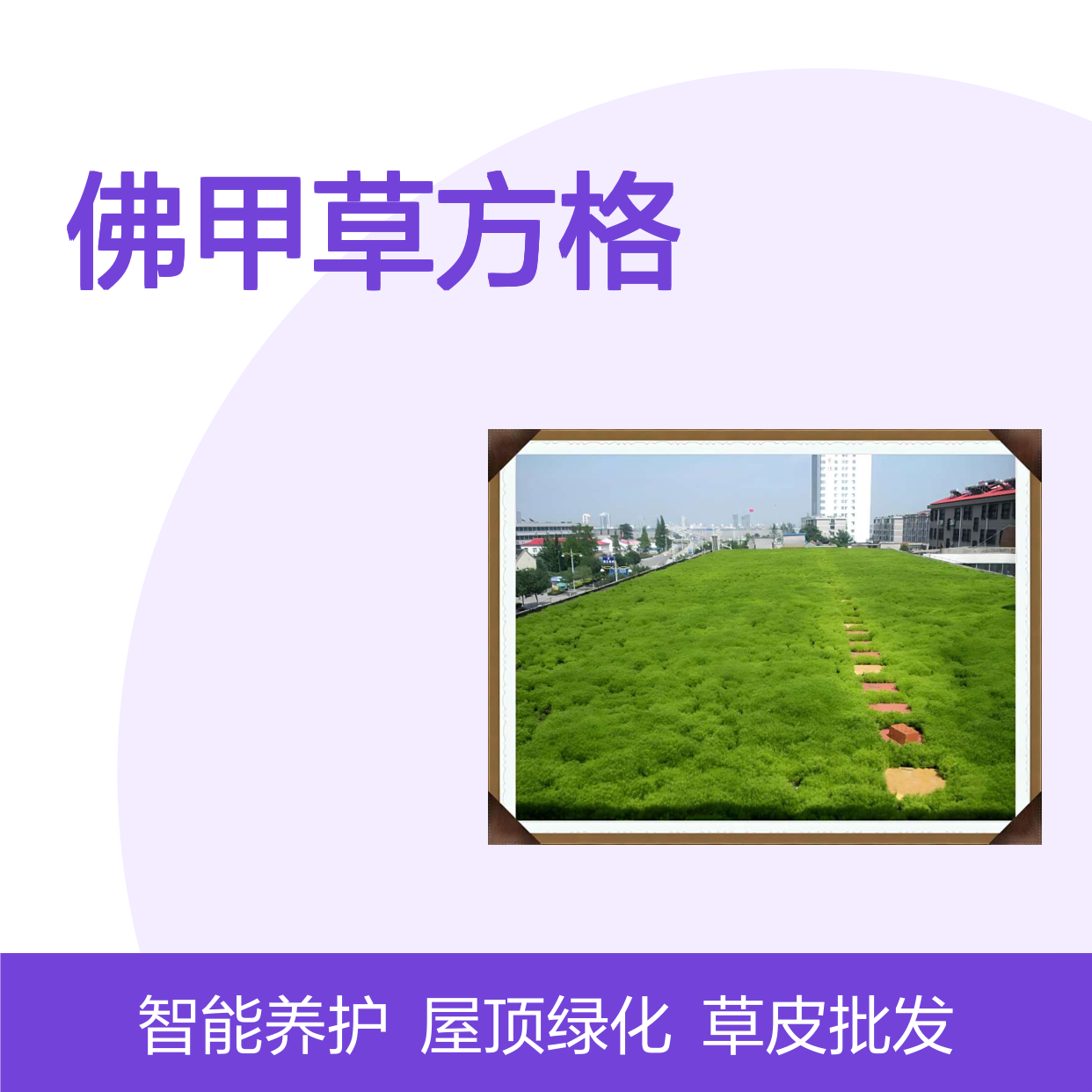 深 圳草皮批发 屋顶绿化 无土栽培 佛甲草方格铺装 智能养护更省事