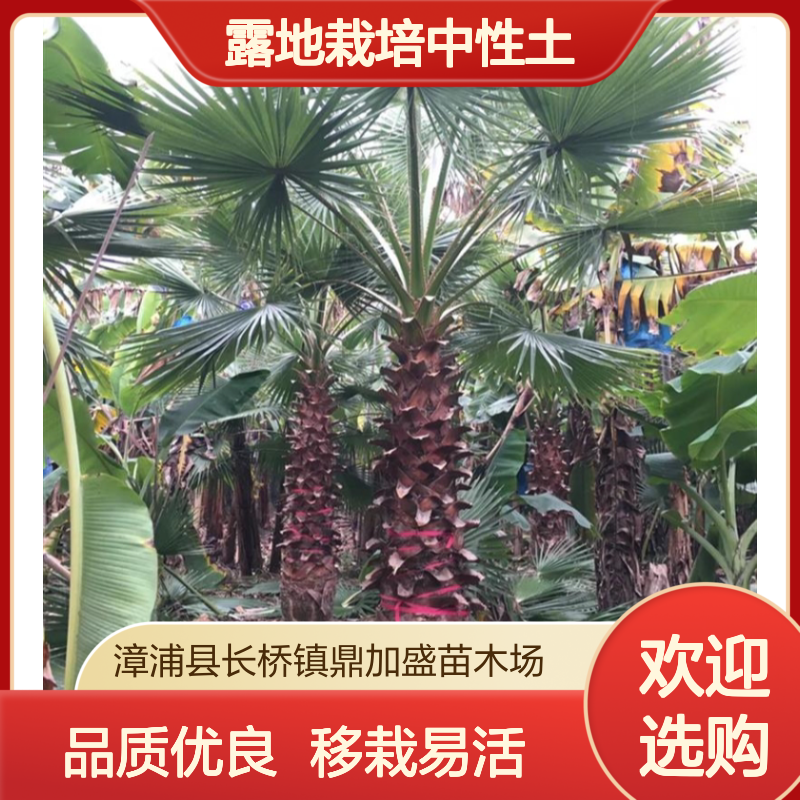 鼎加盛苗圃直供老人葵 观叶常色叶 露地栽培中性土 华棕移栽树