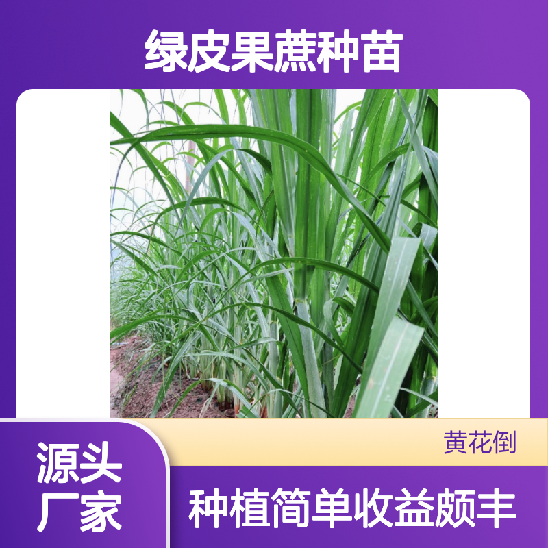 产地批发绿皮果蔗种苗 种植收益好荒山农田均可种植