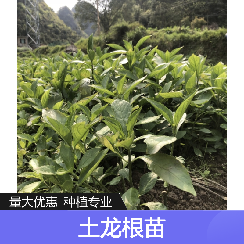 土龙根苗批发基地 园林植物常绿灌木 品质优良