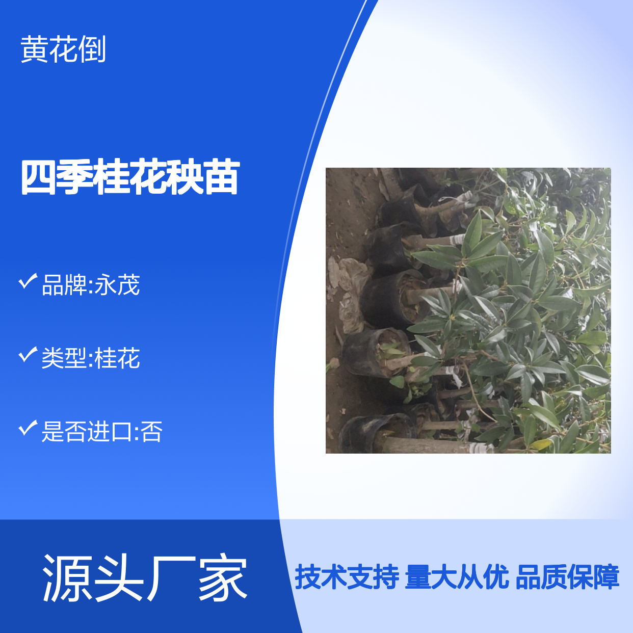 精选四季桂花秧苗 盆栽优选 支持定制 生长旺盛