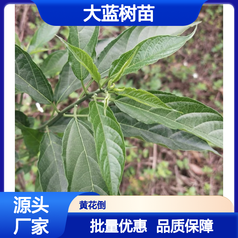 大蓝树苗 培育主产区直供 精选优质 移栽易活 种植简单