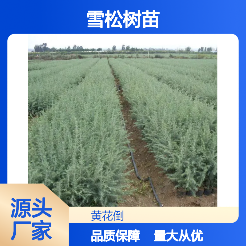 雪松百亩种植区 优质雪松树苗 基地直供 适应性强