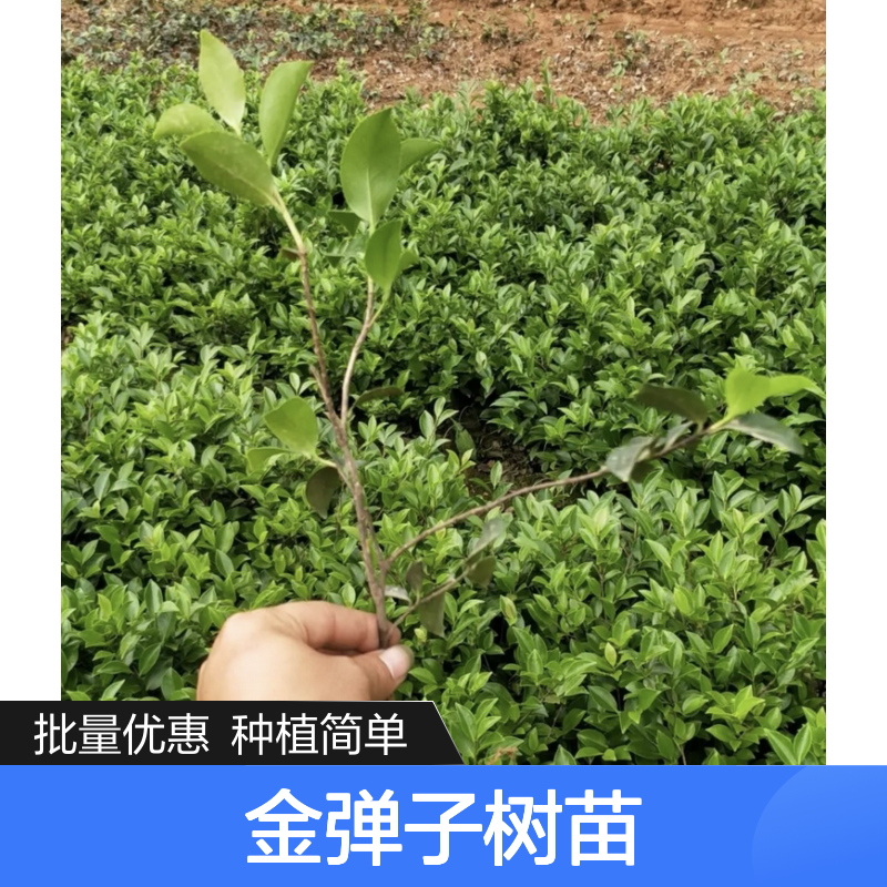 金弹子树苗 基地直供 批发优选 健壮枝条 嫁接技术