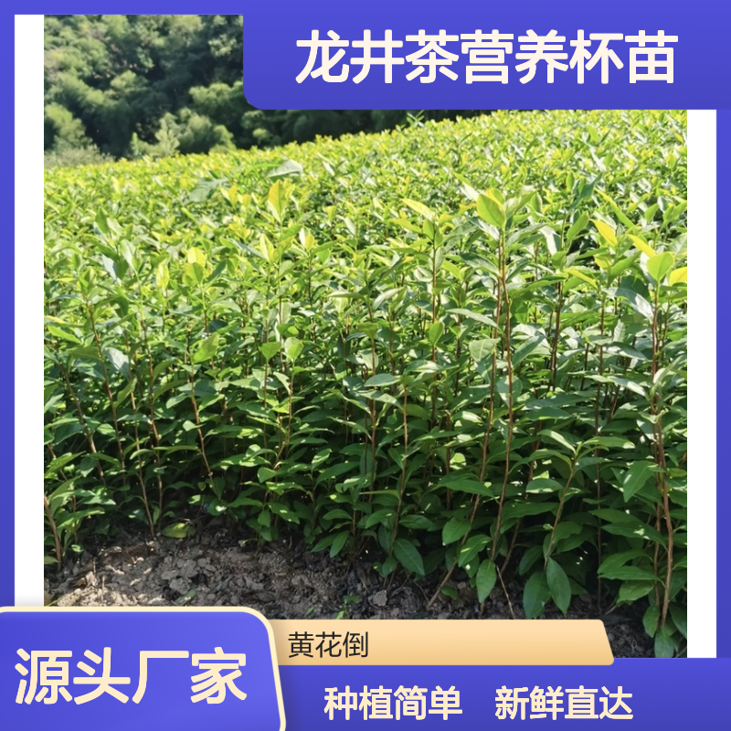 现起现发龙井茶营养杯苗 种植收益好荒山农田均可种植
