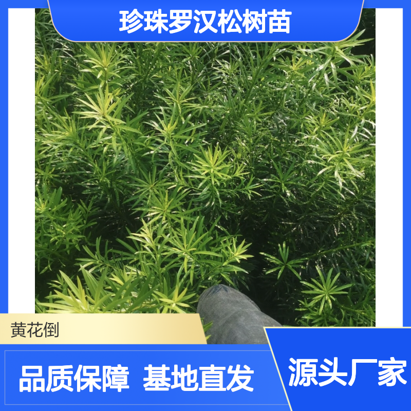 珍珠罗汉松树苗 庭院绿化优选 基地直供 神韵清雅