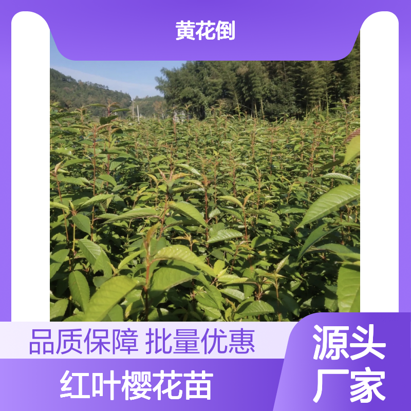精品红叶樱花苗 园林植物常绿乔木 色泽鲜艳 生长旺盛