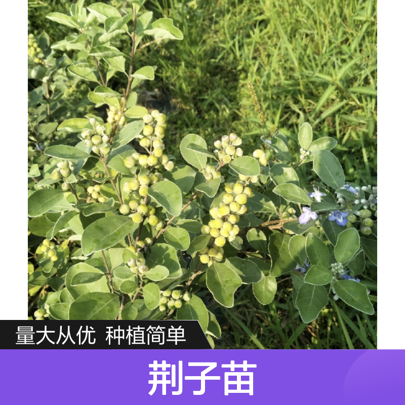 荆子苗批发 落叶灌木植物 生长迅速 适应性强 耐盐碱地