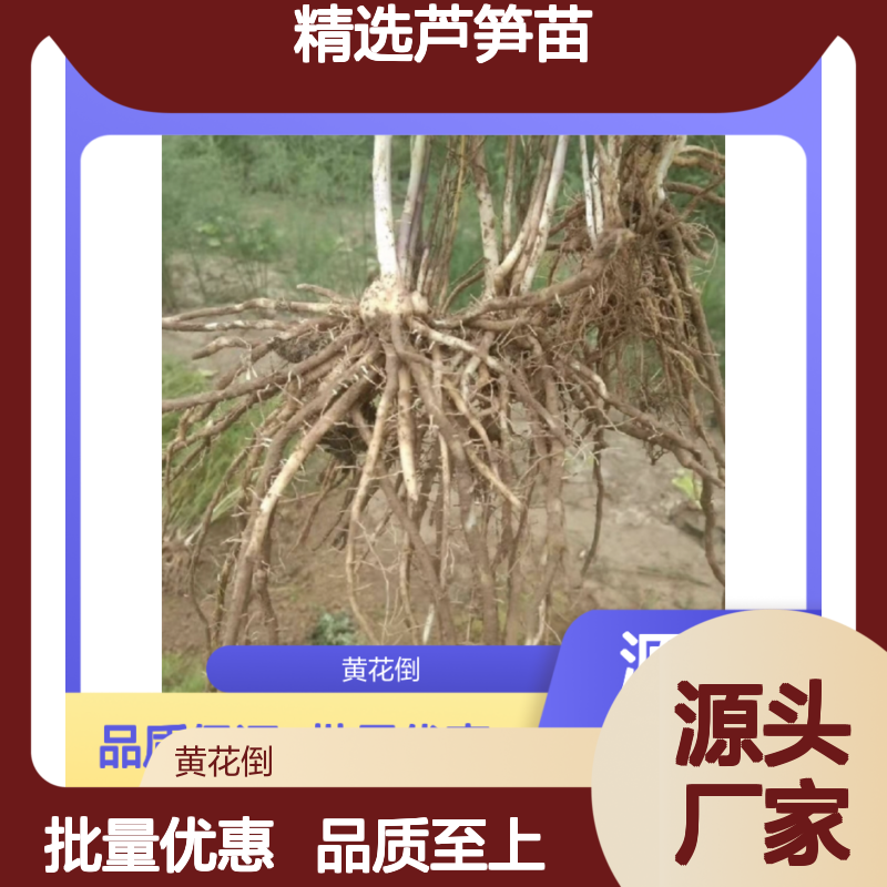 精选芦笋苗 芦笋种植园专供 批量优惠 生长旺盛