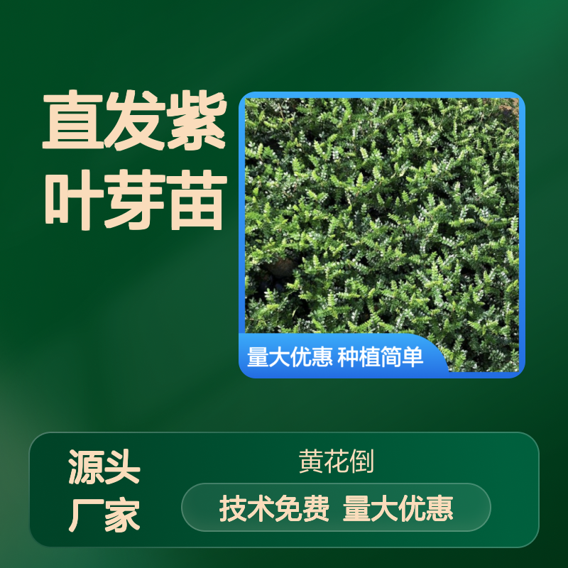 产地直发紫叶芽苗 园林优选品种 技术免费 成活率高