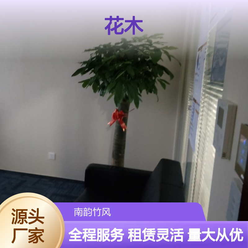 南韵竹风绿植盆栽 租赁厂家直供 品质如一 货源充足