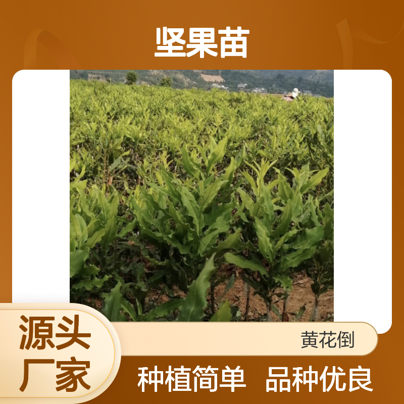 澳洲坚果苗 批发种植 优质果树苗 自交不孕 适应性强
