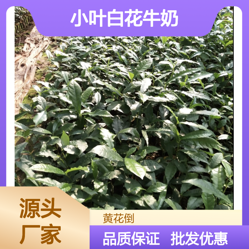 小叶白花牛奶 南方特有药食植物 天然材料 多种作用