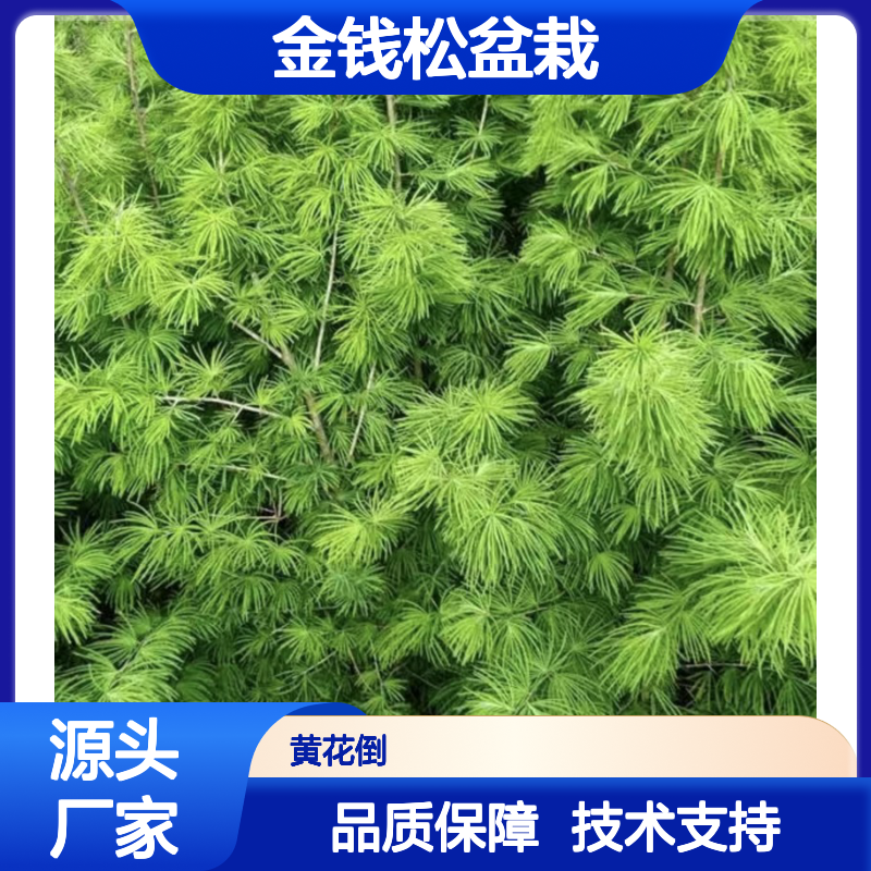 金钱松盆栽 苗木合作社自营 管理技术 材质优良