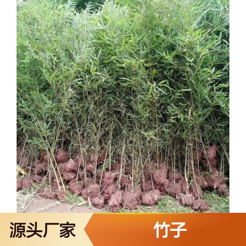 小青竹深 圳绿篱隔断优选品种 竹子批发市场 南韵竹风