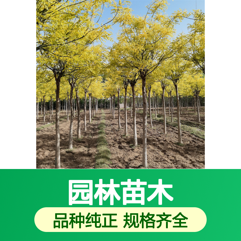 金叶槐基地 12 14 16 18公分 园林苗木 适应性广 科学管理 品种优良