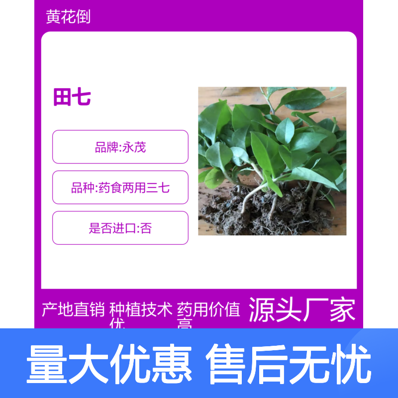 永茂药食两用三七田七植物 品质优良 技术成熟